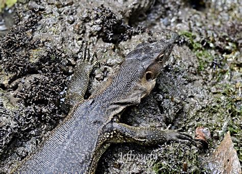 Malayan Water Monitor Varanus Salvator Singapore Jeffreycfy