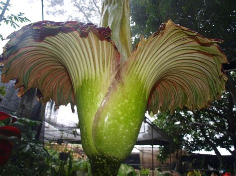 Flor cadáver a maior flor do mundo floresce duas ou três a cada