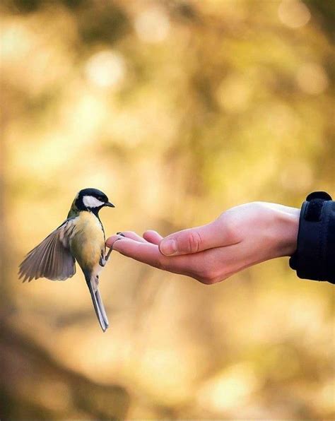 Bird in Hand Theory - Joshua Terry