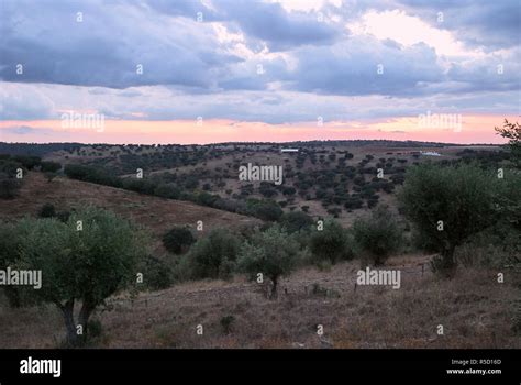 Albero Di Ulivo Al Tramonto Immagini E Fotografie Stock Ad Alta