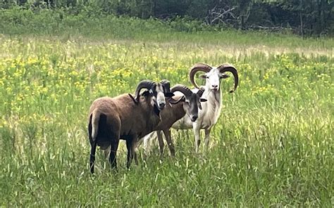 Bighorn Sheep Hunting - The Killebrew Ranch