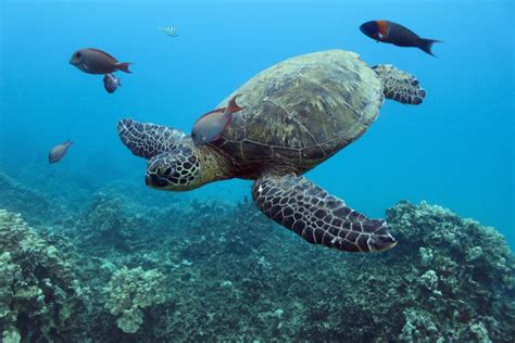 Oahu Turtle Canyon Snorkeling Hula Dance Getyourguide