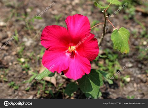 Red Hibiscus Flower Garden Stock Photo by ©Bowonpat 682817758