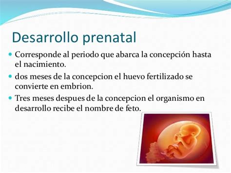 Desarrollo Del Ciclo Vital