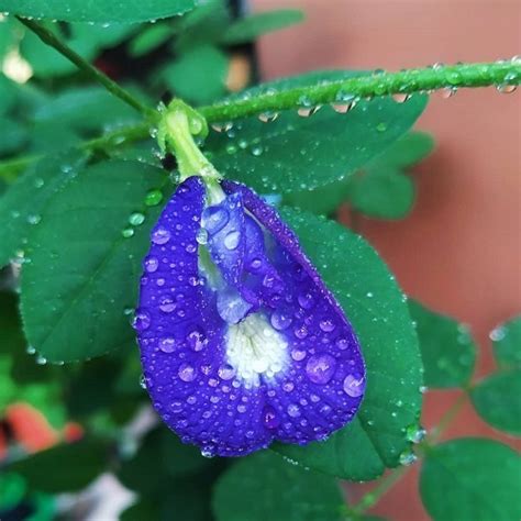 Berwarna Biru Alami Minuman Segar Ini Terbuat Dari Bunga Telang Yang