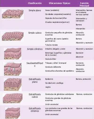 Los Tipos De Tejidos Del Cuerpo Humano Y Sus Funciones Images