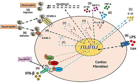 Frontiers Ifn β Plays Both Pro And Anti Inflammatory Roles In The Rat Cardiac Fibroblast