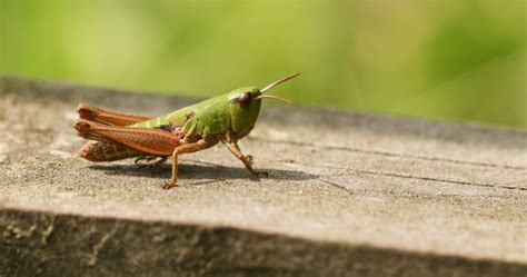 Booming Grasshopper Populations Destroying Already Beleaguered Prairie Crops Globalnews Ca