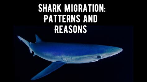 Understanding Shark Migration: Patterns, Reasons, and Implications ...