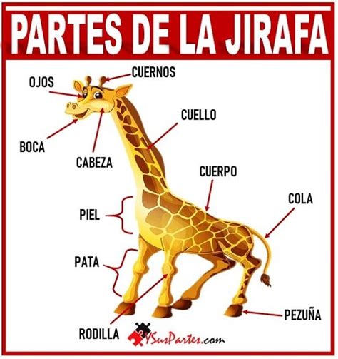 La Jirafa Y Sus Partes LISTADO Y Sus Partes