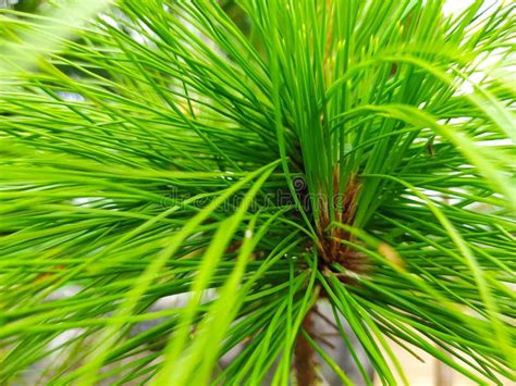 The Structure of a Pine Tree Leaf Stock Image - Image of evergreen ...