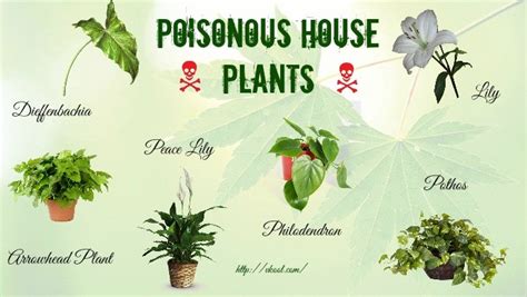 Top 16 Poisonous House Plants For Humans And Pets