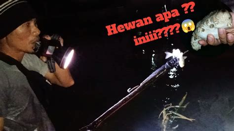 Berburu Menembak Ikan Dan Rajungan Malam Hari Ngeri Banyak Ularnya