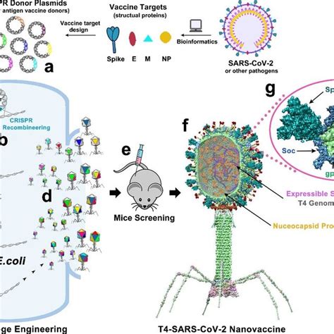 Design Of T4 Sars Cov 2 Nanovaccine By Crispr Engineering Engineered