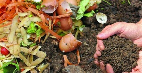 Compost Org Nico El Secreto Para Un Huerto Pr Spero Y Sostenible