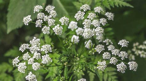 Hemlock Poisoning Symptoms Treatment And Prevention