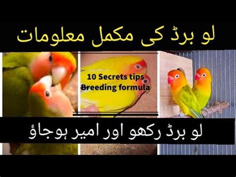 Lovebirds Breeding Tips In Urdu Hindi Lovebirds As Pets Business