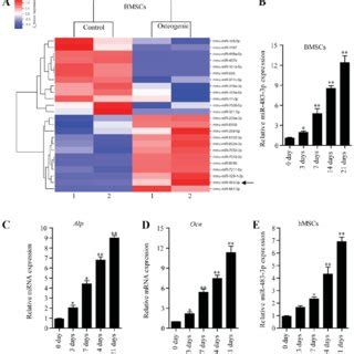 Expression Level Of Mir P During Osteogenic Differentiation Of