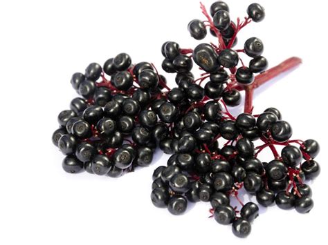 Incredible Health Benefits Of Elderberry Oawhealth