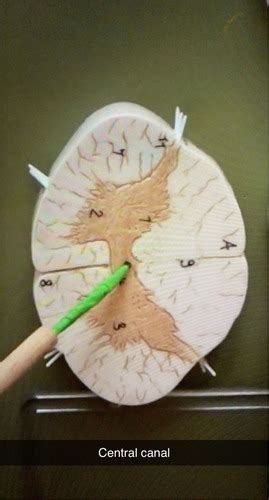 Anatomy And Physiology I Lab 20 Flashcards Quizlet