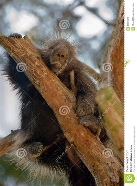 Porcupine With Teeth Showing In Portrait Shot Stock Photo ...