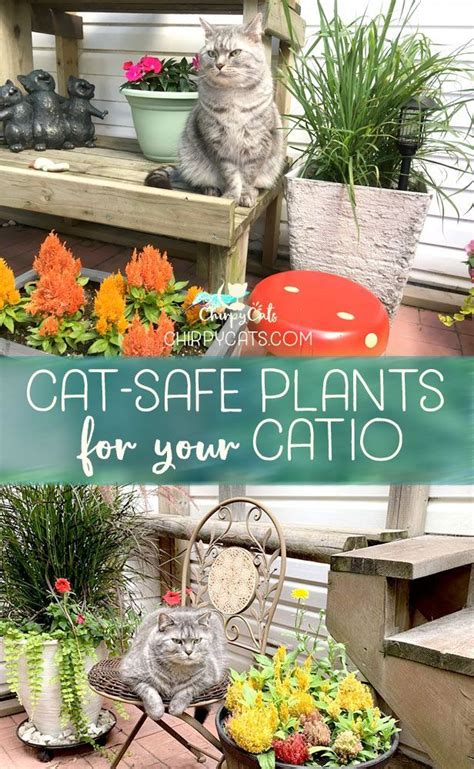 Indoor Plants That Are Safe For Cats Back Gardener