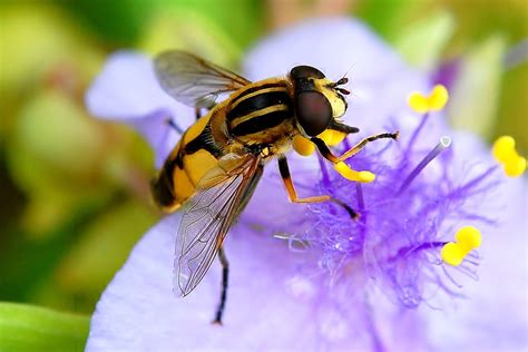 Wellcome Allotment : Hoverflies