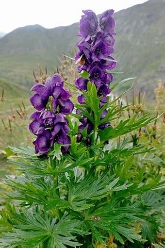 Aconitum Tauricum Wulfen Om J Prilbica Botany Cz