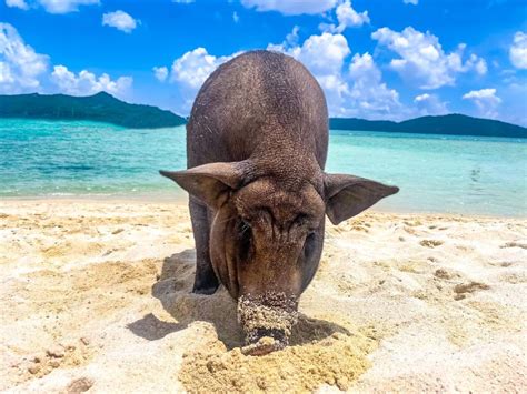 Pig island Koh samui - The true story