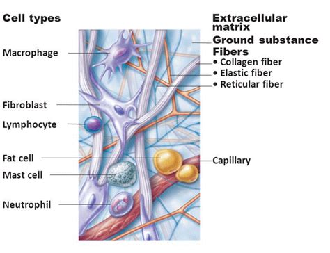 Tissues Cbse Class 9 Science Notes Chapter 6