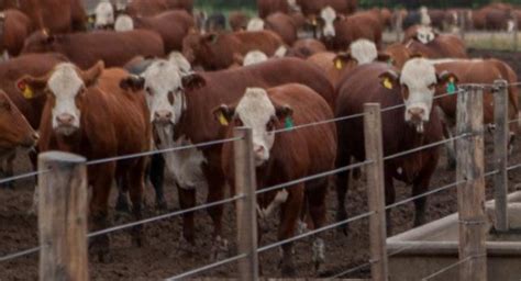 ¿cómo Prevenir El Estrés Calórico En El Ganado Bovino Ante Temperaturas Elevadas