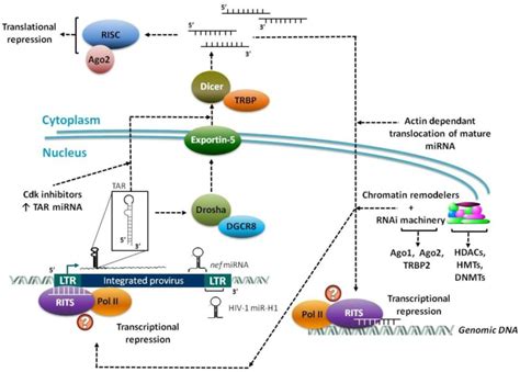 Several Pri MiRNAs Transcribed From The Integrated Viral Genome Are