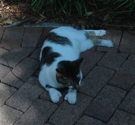 6 Toed Cat Hemingway House Key West FL Key West Fl Cats Hemingway