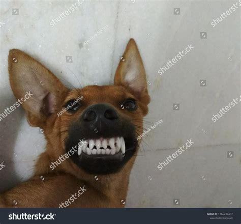 Angry Dog Showing Teeth Stock Photo 1166237467 Shutterstock