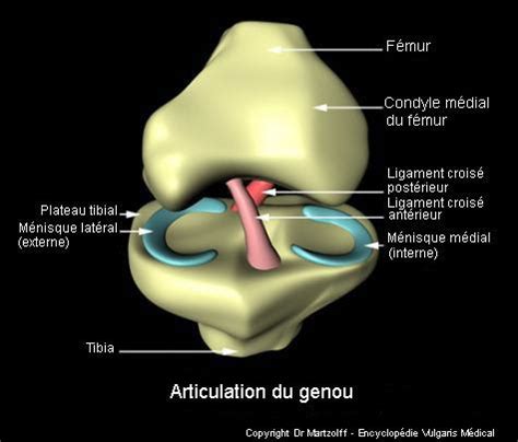 Kyste poplité Causes Symptômes Traitements Vulgaris medical