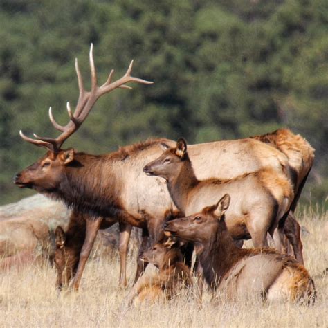 Wapiti Megafauna Parks W Palearctic Biodiversity All