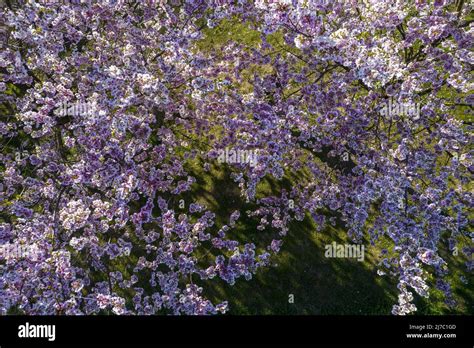 Vista A Rea De Hermosos Cerezos En Flor En El Parque Fotograf A De Los