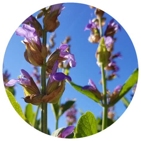 Spanish Sage Salvia Lavandulaefolia Organic Essential Oil Rising