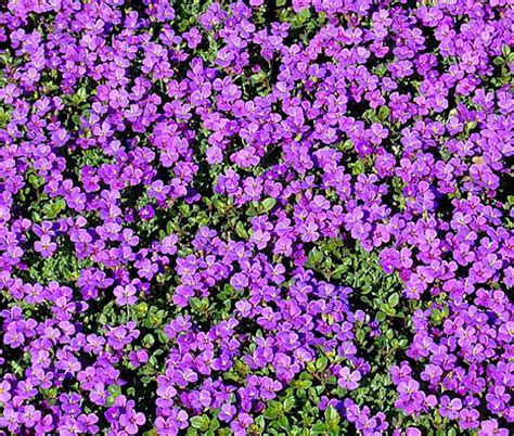 Rock Cress Purple Aubrieta Deltoidea Seeds