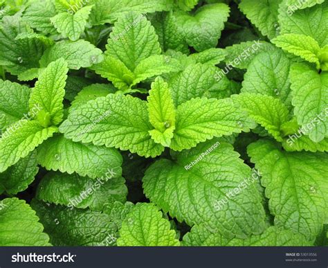 Melissa Officinalis Plant Stock Photo 53013556 - Shutterstock