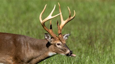 Deer caught shedding antlers in 'spectacular and unique' camera footage ...