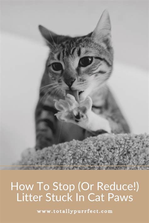 How To Stop Reduce Litter Getting Stuck In Cat Paws 10 Steps