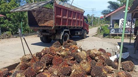 Tiga Hari Berturut Turut Harga Tbs Sawit Di Bengkulu Tengah Terus Turun