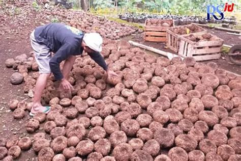 Sudah Mulai Langka Inilah Jenis Umbi Umbian Asli Indonesia Yang