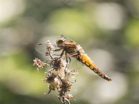 R F Insecta Odonata Libellulidae Libellula Depressa