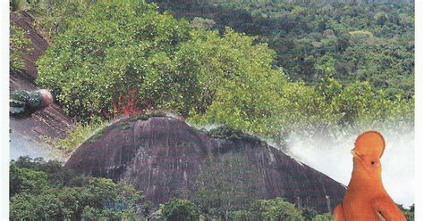 A Journey of Postcards: Central Suriname Nature Reserve | Suriname