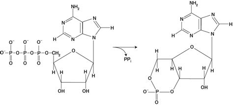 Adenylate cyclase - wikidoc