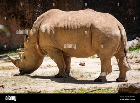 Zoo atlanta southern white rhinoceros hi-res stock photography and images - Alamy