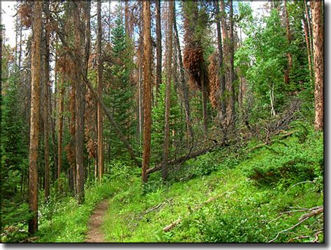 Arapaho Roosevelt National Forest Hiking Trails