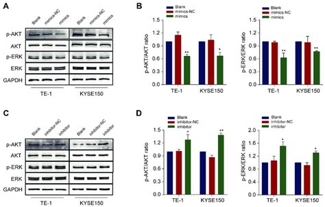 Let 7c 5p Inhibits AKT And ERK Signaling Pathways A Protein Levels